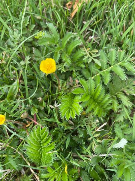 Potentilla anserina